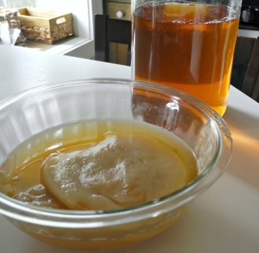 Scoby and Kombucha - scoby storage